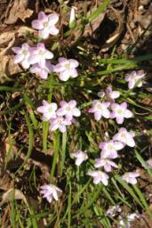 Spring Beauties